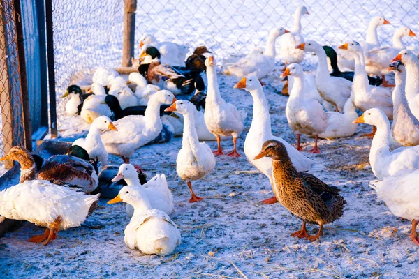 Manada Gansos Domésticos Patos Una Granja — Foto de Stock