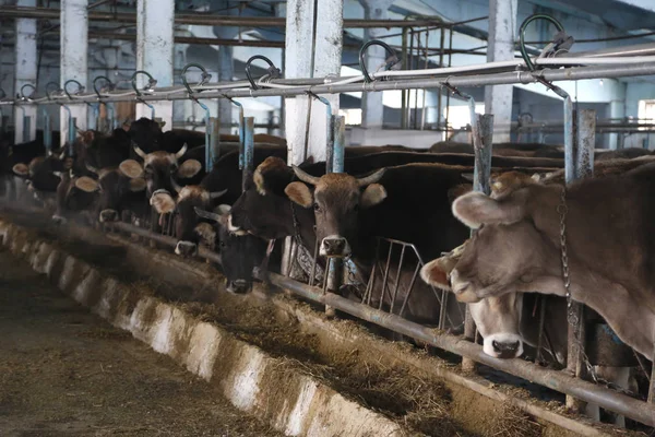 Old cowshed with cows in a stall near a tub with hay