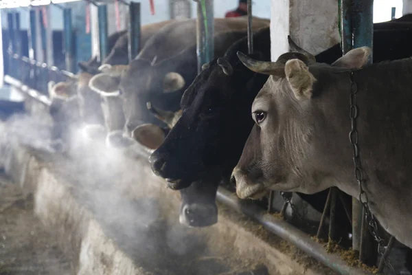 Old cowshed with cows in a stall near a tub with hay