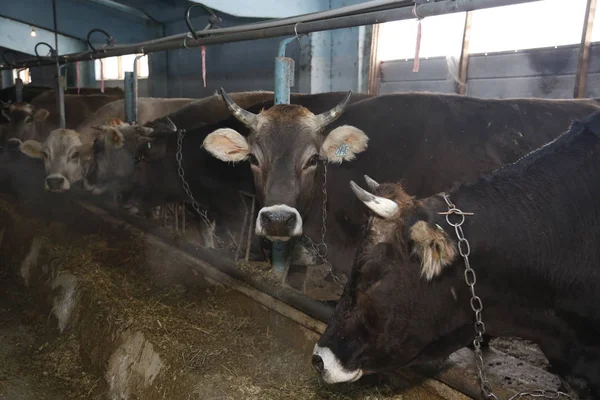 Old cowshed with cows in a stall near a tub with hay