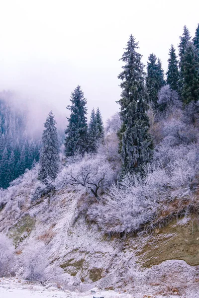 Первый Снег Туманных Горах Высокими Елками — стоковое фото