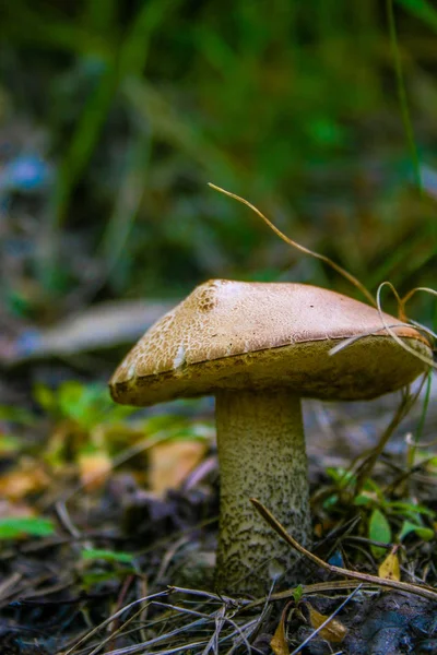 Champignon Bolet Dans Forêt Après Pluie — Photo