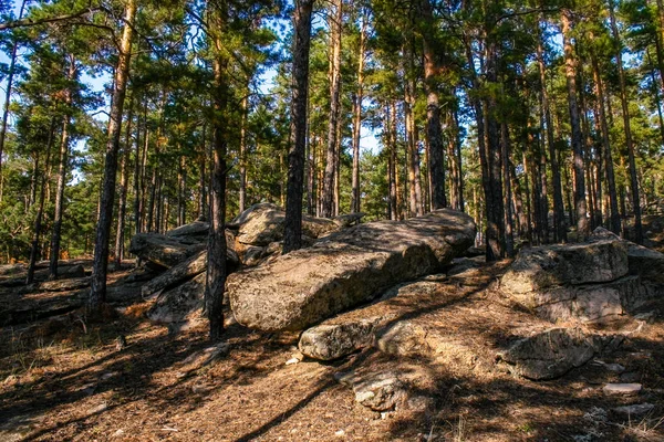 Pine forest at Borovoye resort in Kazakhstan