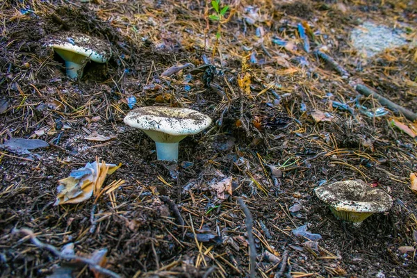 Cogumelo Boletus Floresta Após Chuva — Fotografia de Stock