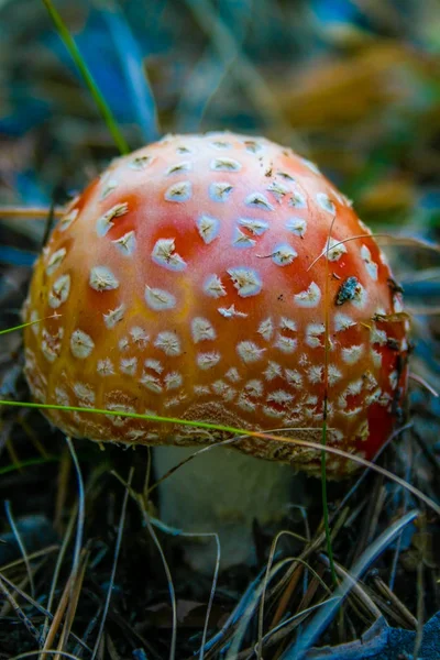 Fly Fungo Agarico Con Tappo Rosso Nella Foresta Dopo Pioggia — Foto Stock