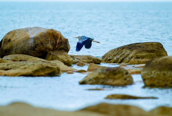 Héron Gris Survolant Mer Caspienne — Photo