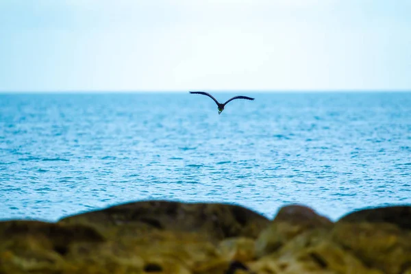 Héron Gris Survolant Mer Caspienne — Photo