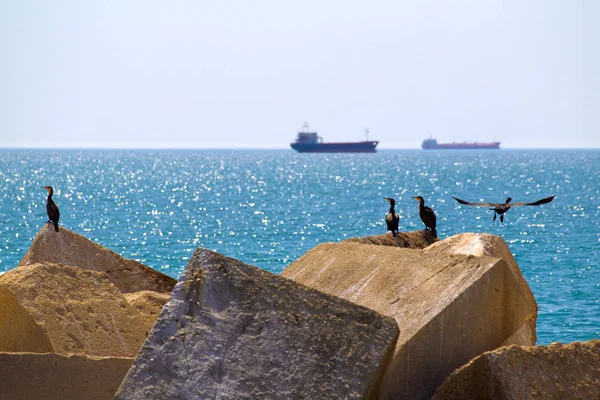 Seagulls on square stones in a turquoise sea and a ship on the background