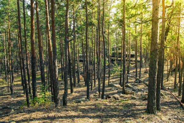 Pine Forest Borovoye Resort Kazakhstan Royalty Free Stock Photos