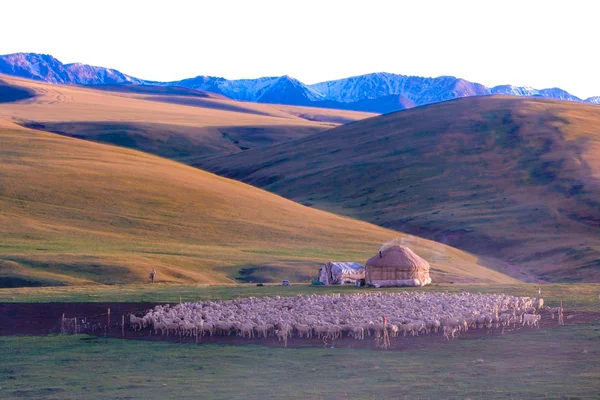 Une Yourte Milieu Steppe Près Troupeau Moutons — Photo