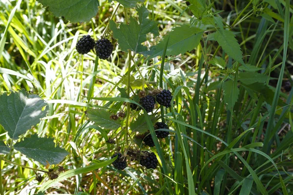 Blackberry Branch Garden — Stock Photo, Image