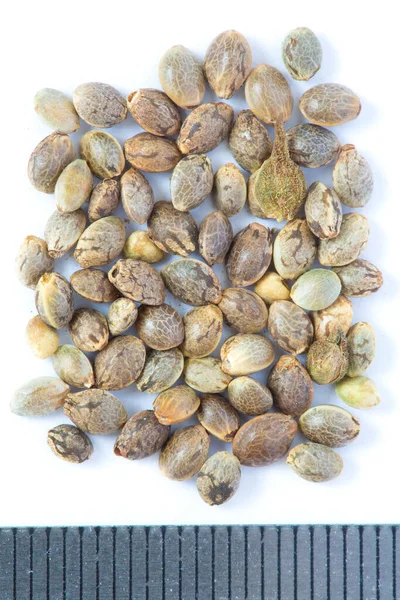 Dry Seeds Cannabis Ruderalis Jantsch White Background — Stock Photo, Image