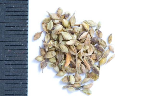 Dry Seeds Echinochloa Crus Galli Roem Schult White Background — Stock Photo, Image