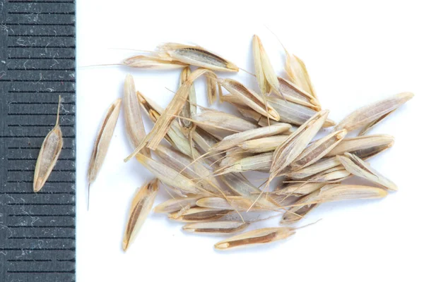 Dry Seeds Bromus Mollis White Background — Stock Photo, Image