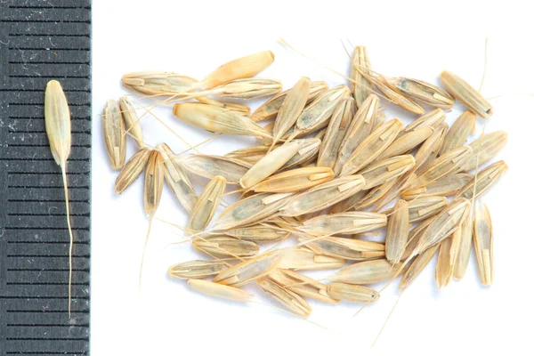 Dry Seeds Lplium Temulentum White Background — Stock Photo, Image