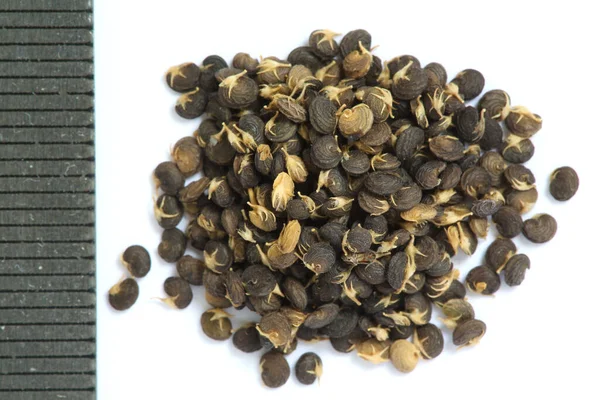 Dry Seeds Medicago Lupulina White Background — Stock Photo, Image