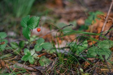 Ormanda güzel yaz manzara, fragaria vesca veya yabani çilek ışık parlama ormanda yetişir. Olgun kırmızı meyveler.