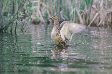 Mallard ördeği kanatlarını çırpıyor. Göl suyunda ördek kanadı salıncak