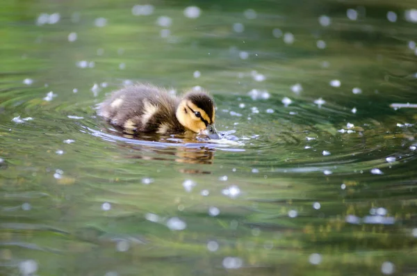 Young duckling swimming around a pond, water ripples, bokeh. Mallard chicks on a lake