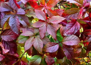 Sonbahar bize fark edilmeden geldi.