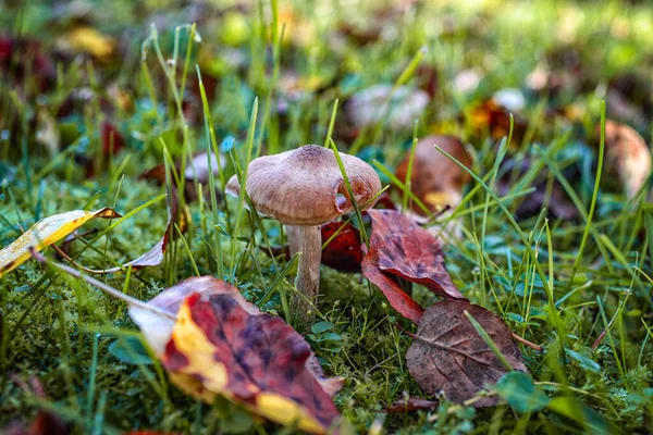 Sonbahar bize fark edilmeden geldi.