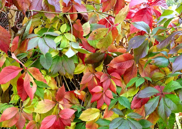 Podzim k nám přišel bez povšimnutí — Stock fotografie