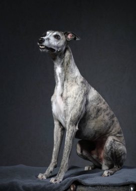 Fotoğraf çekiminde gri arkaplan Wippet