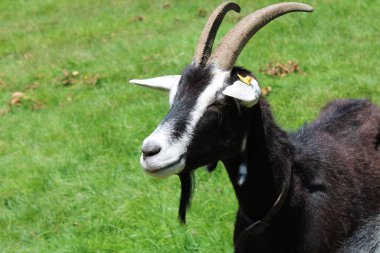 Trentino Alto Adige güzel keçi