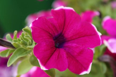 Mor petunia yakın çekim