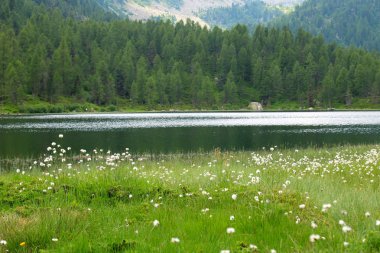 ön planda açık yeşil çim ve arka planda ahşap ile dağ gölü