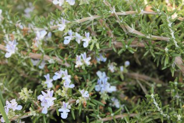 biberiye açık mavi çiçekler