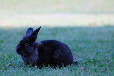 bir çayırda siyah tavşan