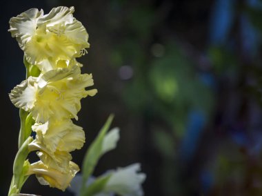 sarı renk büyük varietal gladioli metin için arka plan bokeh alanının tarafında yer almaktadır