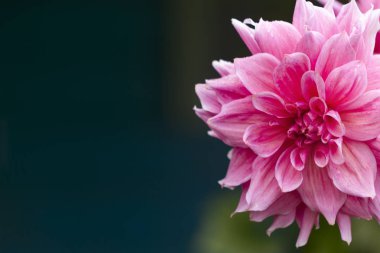 büyük bir pembe dahlia çiçek koyu bir arka plan, metin için yer üzerinde tarafında yer almaktadır