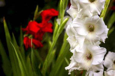 beyaz renk büyük varietal gladioli metin için arka plan bokeh alanının tarafında yer almaktadır
