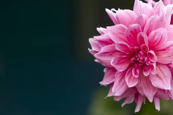 Eine Große Rosa Dahlienblüte Befindet Sich Seitlich Auf Dunklem Hintergrund — Stockfoto