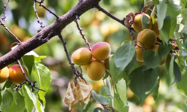 yeşil yaprakları ile yakın bir dal üzerinde olgun kayısı