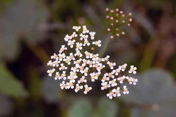 Medicinal Flower Milfoil Close — Stock Photo, Image
