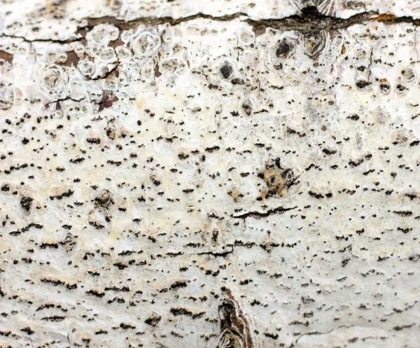 Texture Jeune Écorce Peuplier Gros Plan — Photo