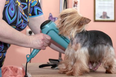 saç kesimi Yorkshire Terrier damat