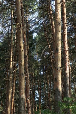 yaz aylarında gün batımında çam ormanı içinde