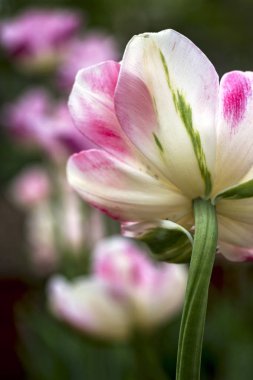 Beyaz yapraklı, pembe lekeli ve dipten yeşil damarlı Terry lale.