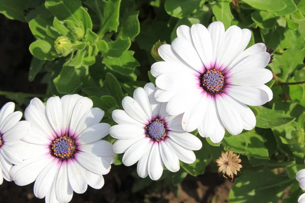 Umhang Ringelblume Weiß Mit Einem Rosa Zentrum Schließen Drei Blumen — Stockfoto