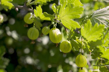 yakın çekim dalında yeşil bektaşi üzümü meyveleri