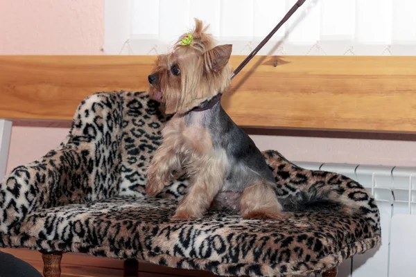 Yorkshire Terrier Zit Een Kleine Bank — Stockfoto