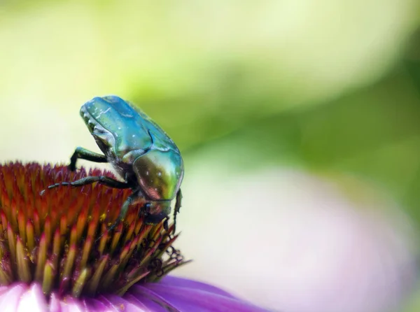 big green beetle on flower collects nectar close-up