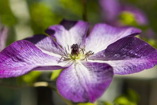 Flor Clematis Púrpura Primer Plano — Foto de Stock