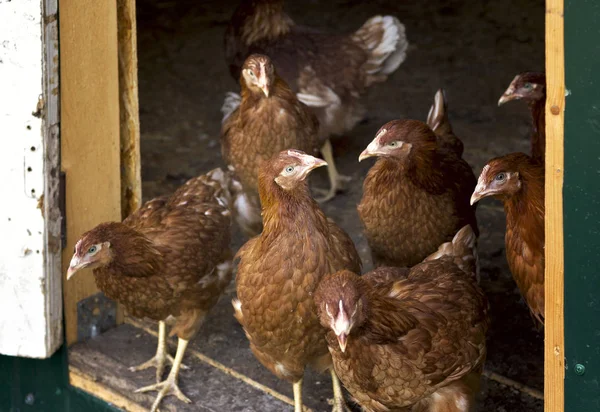 Farming Red Hens Corral Summer Pecking Grain — Stock Photo, Image