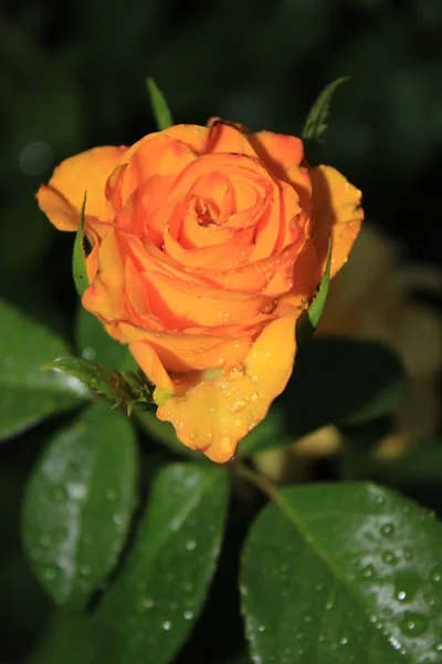 Gelbe Rose Mit Orangefarbenem Rand Auf Den Blütenblättern Den Tautropfen — Stockfoto