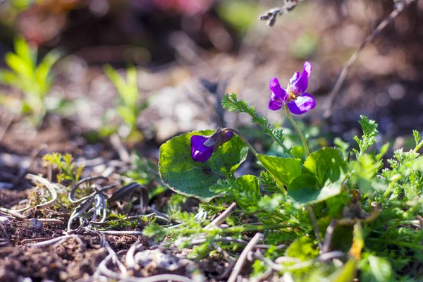 Violet Erdő Ibolya Napfényben Virágzik Tavasszal — Stock Fotó